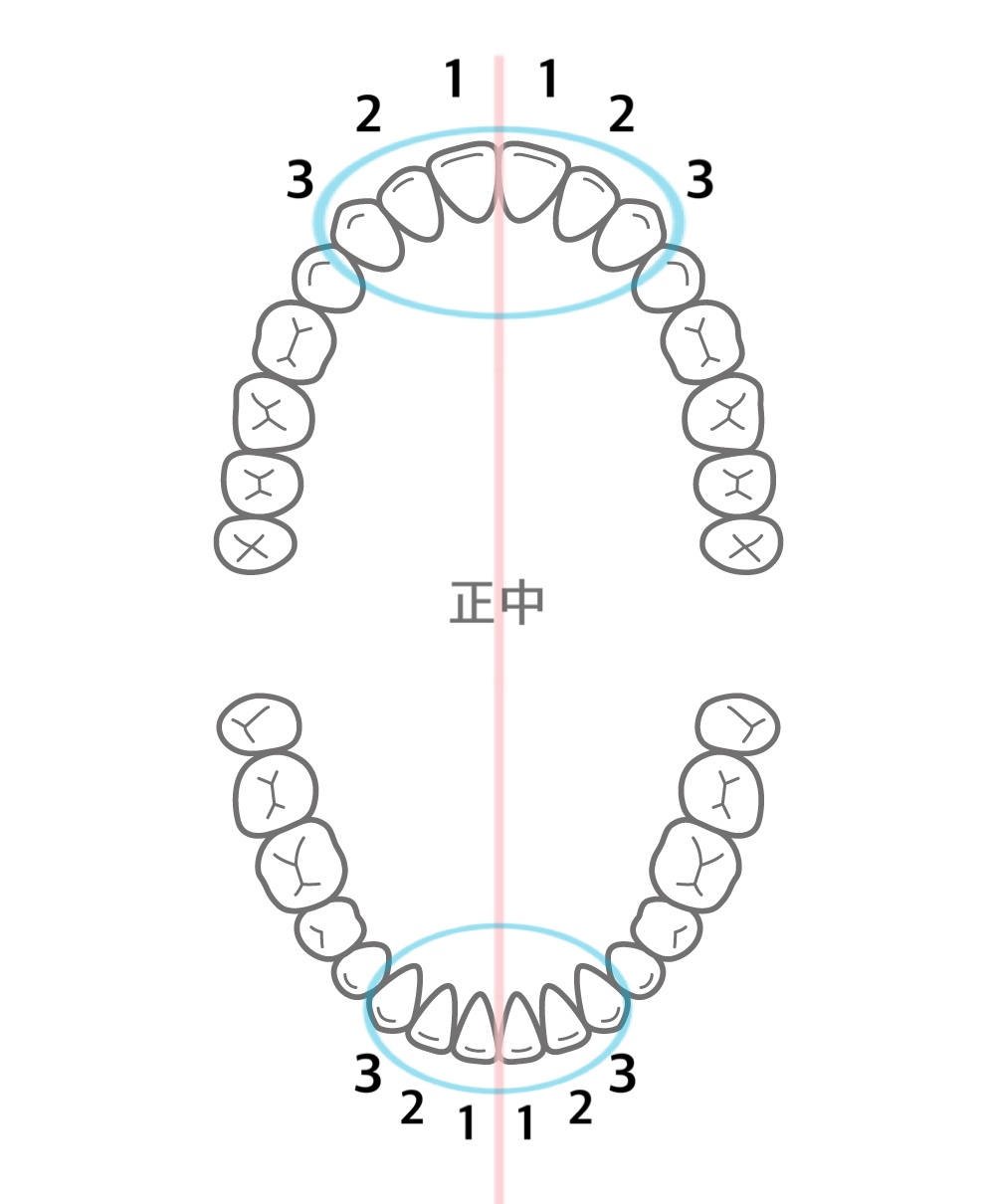前歯の役割
